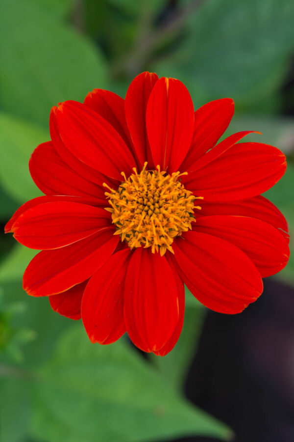 Tithonia Torch - Mexican Sunflower