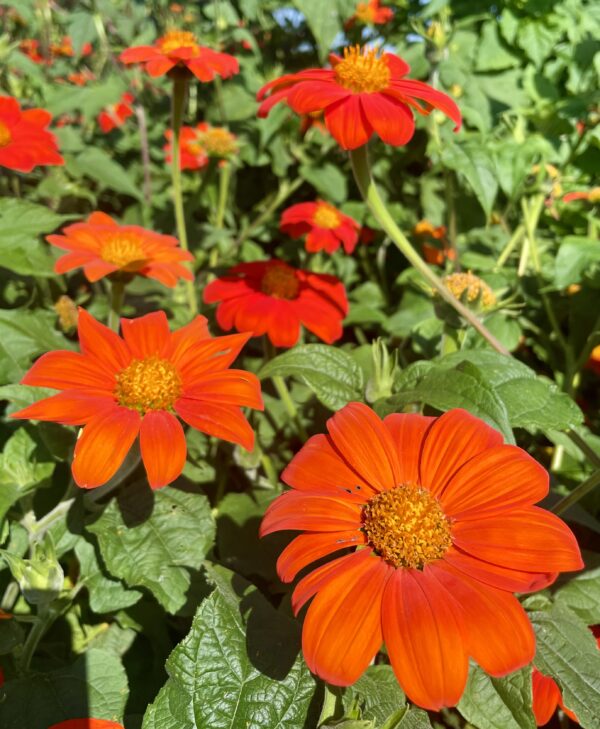 Tithonia Torch - Mexican Sunflower - Image 2