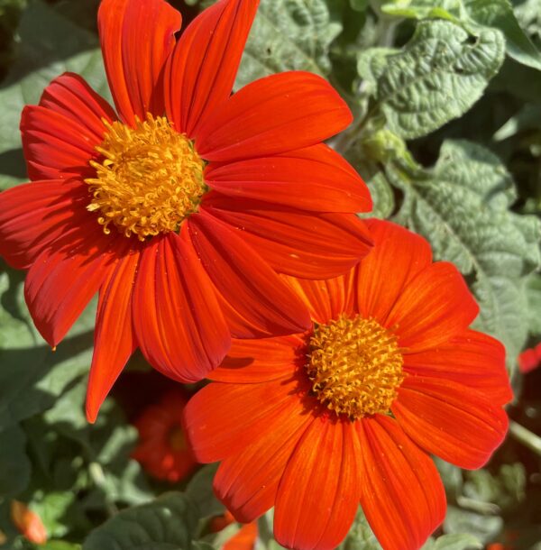 Tithonia Torch - Mexican Sunflower - Image 3