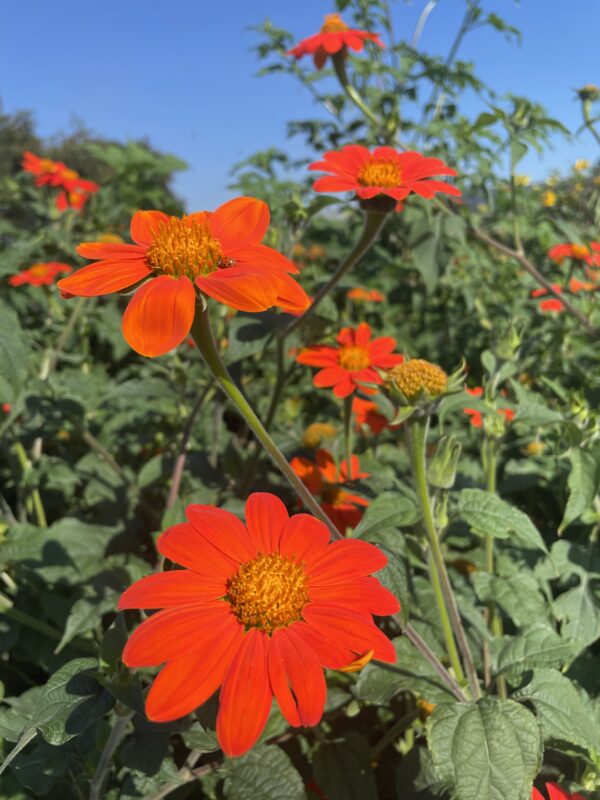 Tithonia Torch - Mexican Sunflower - Image 4
