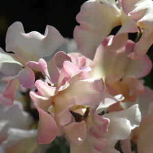 Sweet Pea Mollie Rilestone
