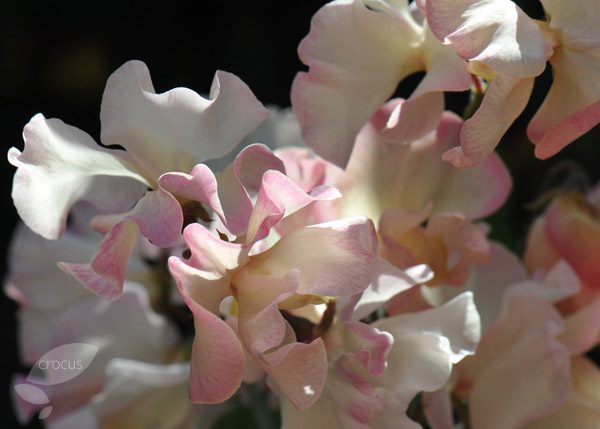 Sweet Pea Mollie Rilestone