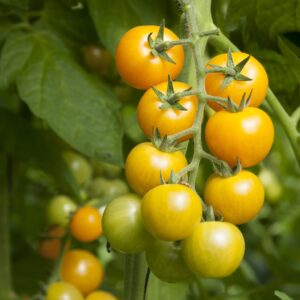 Tomato Ola Polka