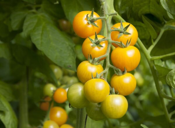 Tomato Ola Polka