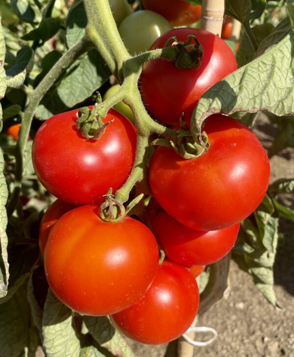 Tomato Tamina - Image 2