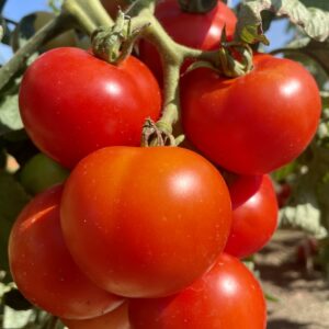 Tomato Tamina