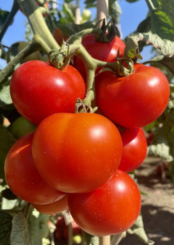 Tomato Tamina