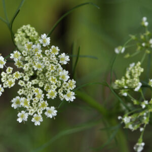 Herb Cumin - Cuminum Cyminum