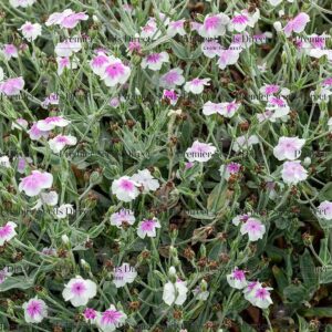 Lychnis - Rose Campion Angels Blush