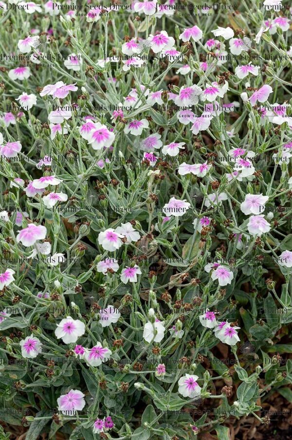 Lychnis - Rose Campion Angels Blush