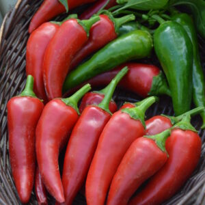 Hot Chilli Pepper Rokita