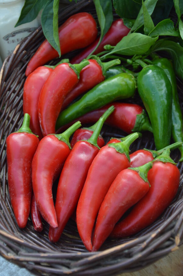 Hot Chilli Pepper Rokita