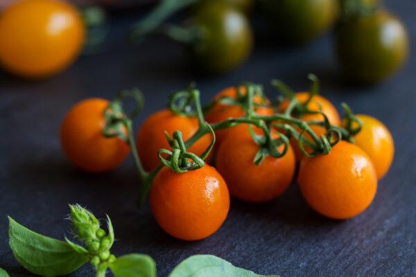 Tomato Figiel