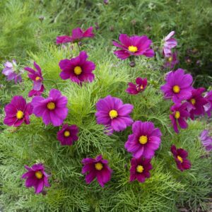 Cosmos - Gazebo Red