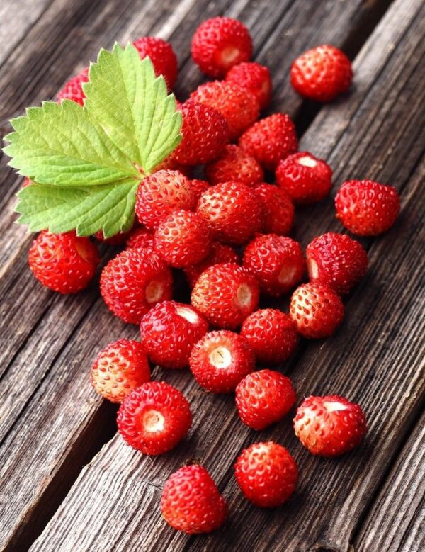 Alpine Strawberry - Regina - Image 2