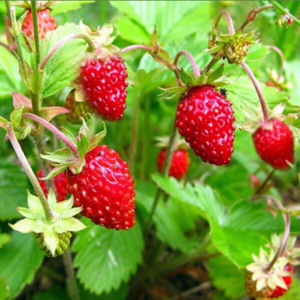Alpine Strawberry - Regina - Image 3