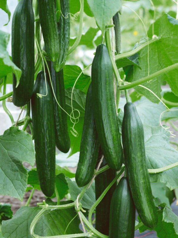 VEGETABLE CUCUMBER FEMSPOT F1 (GREENHOUSE)