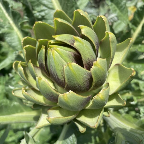 Artichoke Gros Vert De Laon - Image 2