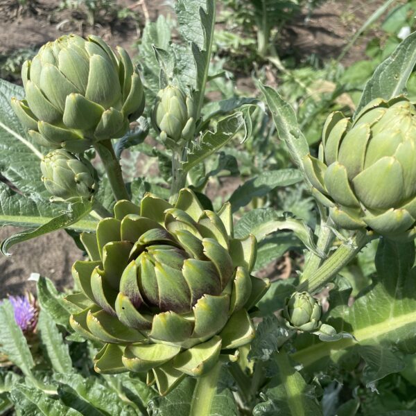 Artichoke Gros Vert De Laon - Image 3