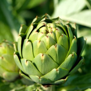 Artichoke Gros Vert De Laon
