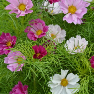 Organic Cosmos Bipinnatus Seashells