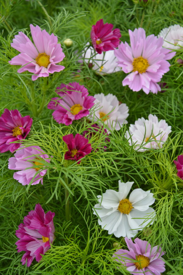 Organic Cosmos Bipinnatus Seashells