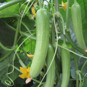 Cucumber Delistar F1