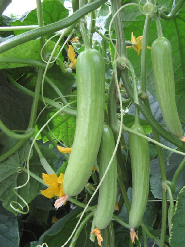 Cucumber Delistar F1
