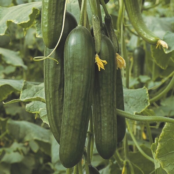 Vegetable Greenhouse Cucumber Passandra F1