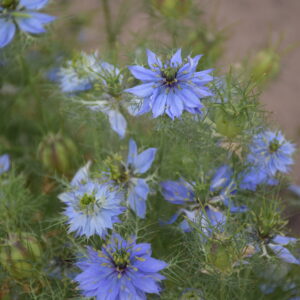 Organic Nigella Love In A Mist Miss Jekyll