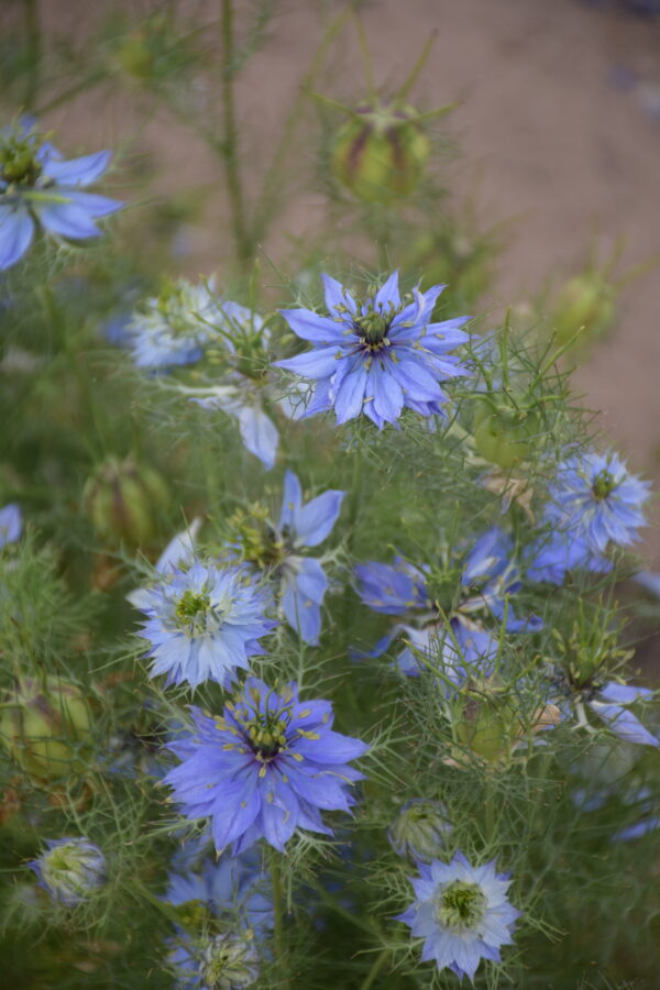 Organic Nigella Love In A Mist Miss Jekyll