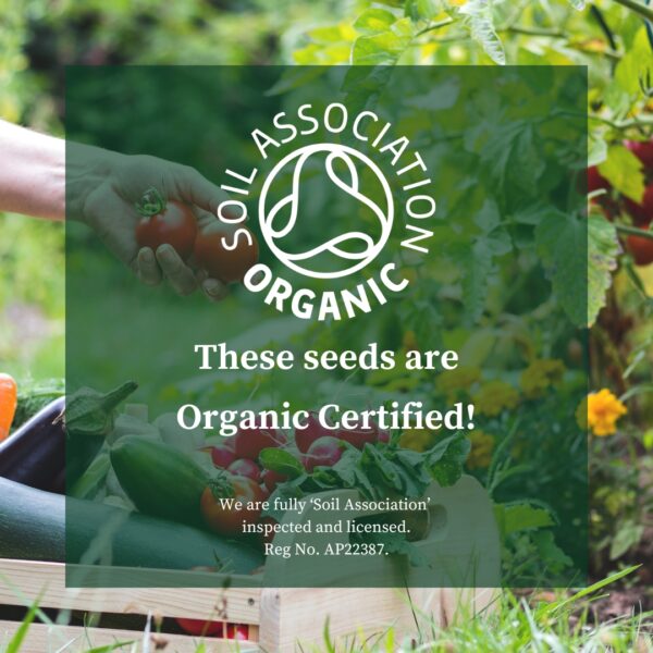 Organic Sunflower Velvet Queen - Image 2