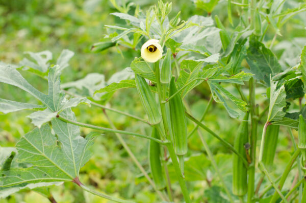 VEGETABLE OKRA CLEMSON SPINELESS - Image 2