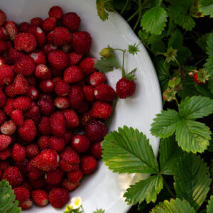 Alpine Strawberry - Regina