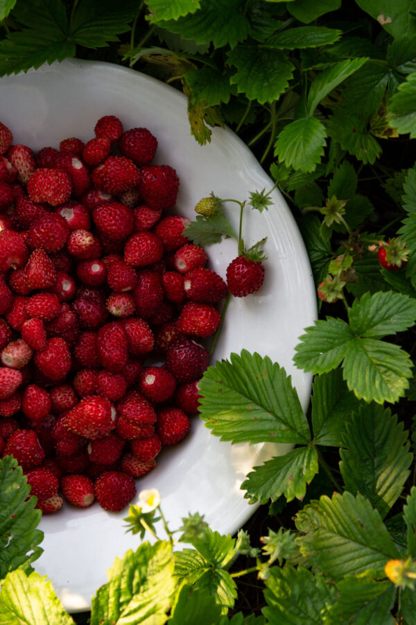Alpine Strawberry - Regina