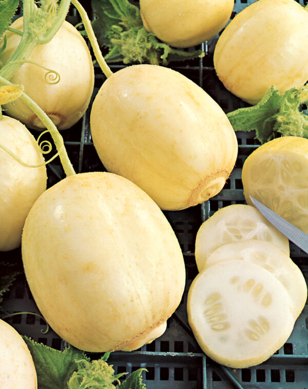 Cucumber - Crystal Apple - Image 2