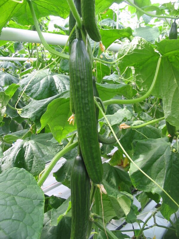 (Greenhouse) Cucumber Femspot F1 - Image 2