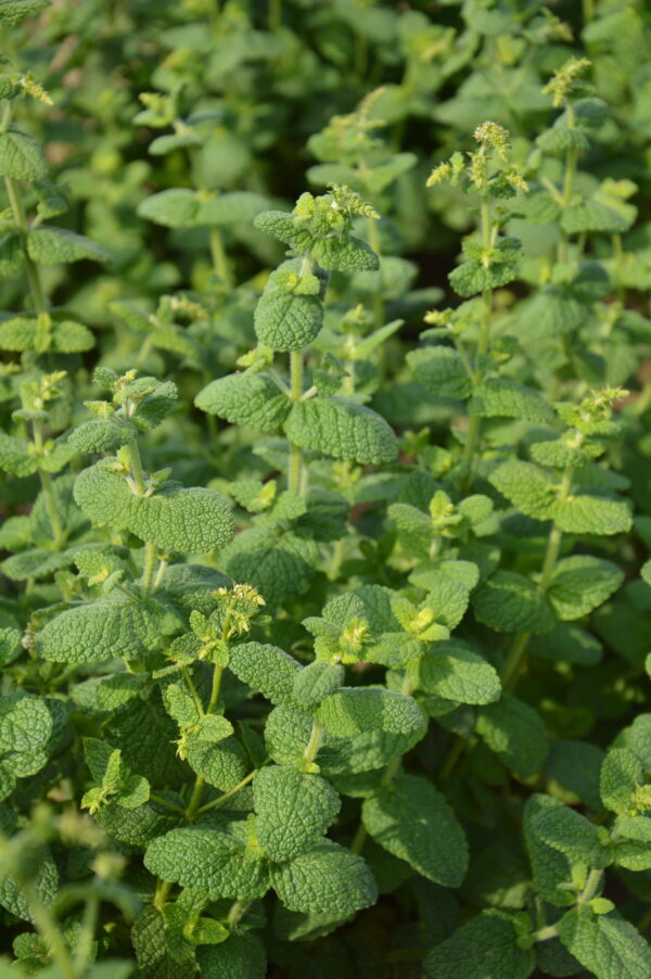 Organic Mint Round Leaved Mentha Rotundifolia  - Image 2