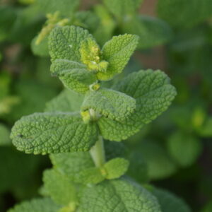 Organic Mint Round Leaved Mentha Rotundifolia 
