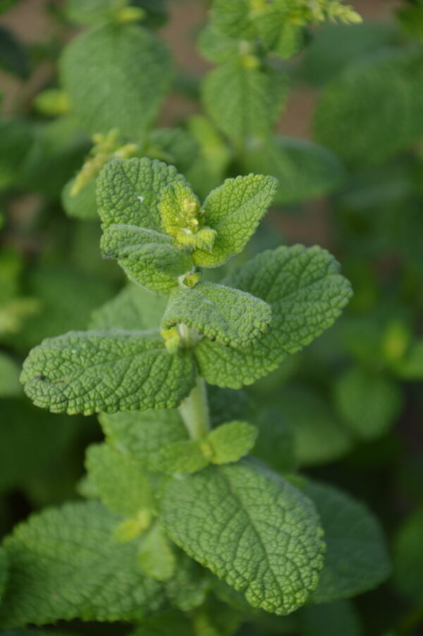 Organic Mint Round Leaved Mentha Rotundifolia 