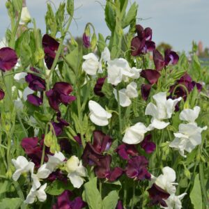 Sweet Pea Night and Day
