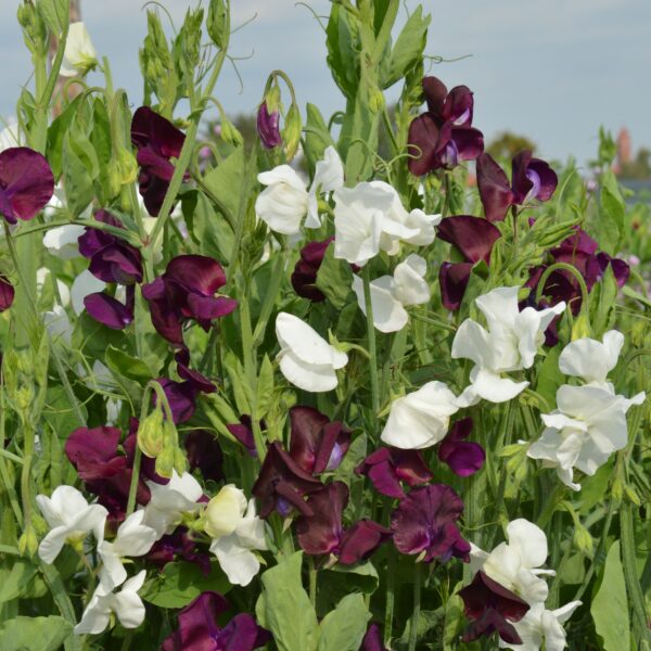 Sweet Pea Night and Day