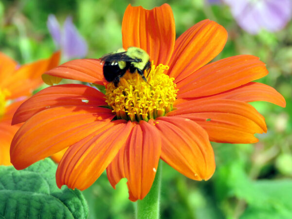 Tithonia Goldfinger - Mexican Sunflower - Image 2