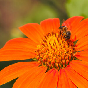 Tithonia Goldfinger - Mexican Sunflower