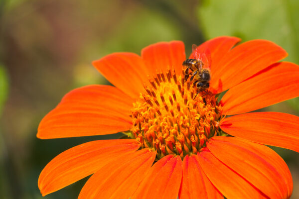 Tithonia Goldfinger - Mexican Sunflower