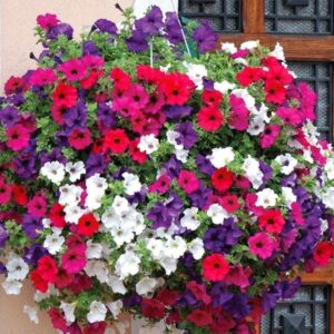 Petunia Balcony Mix