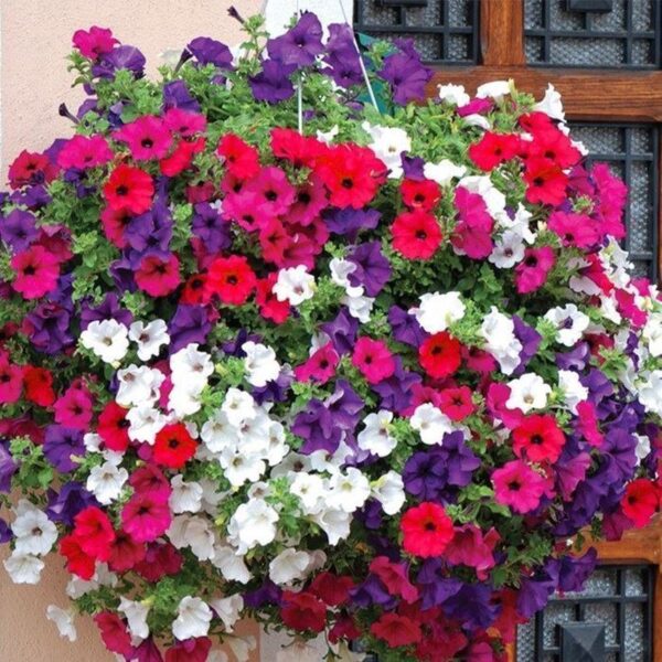 Petunia Balcony Mix