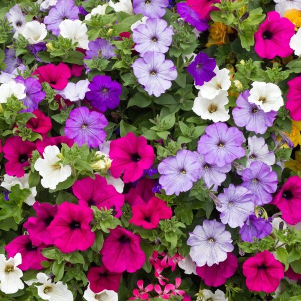 Petunia Balcony Mix - Image 2
