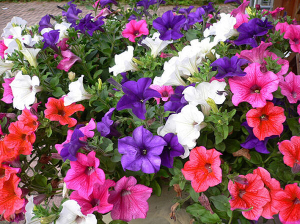 Petunia Balcony Mix - Image 3
