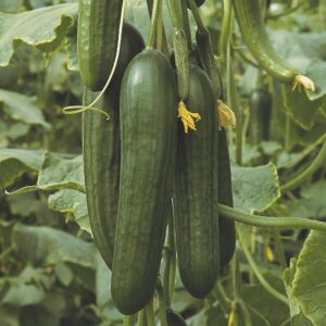 Cucumber - Organic